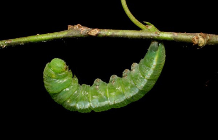 Fig. 7. Vista del comienzo de la prepupa de <i>Phoebis statira</i> atada de hilos de seda a la planta, (Pieridae). Voucher: 07-SRNP-60776-DHJ435116.JPG