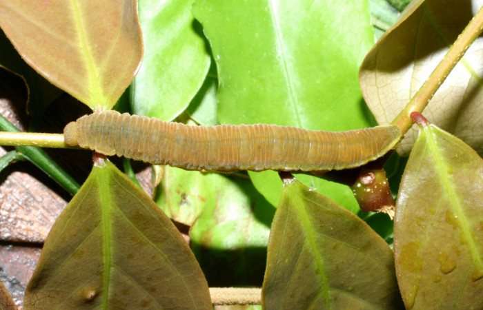 Fig.19. Vista <i>Phoebis virgo</i> (Pieridae). Su color diferente al de <i>Phoebis statira</i>, pero muy similar a <i>Phoebis hersilia</i> y también a <i>Phoebis</i> arganteDHJ01 Voucher: 09-SRNP-35390-DHJ456395.JPG