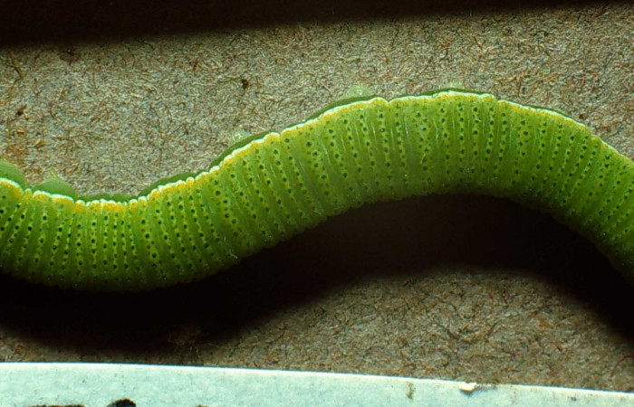 Fig. 4. Vista dorsal de <i>Phoebis statira</i> (Pieridae). Voucher: 78-SRNP-7-DHJ22.jpg