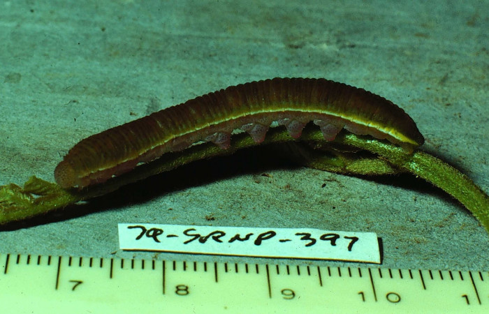 Fig.18. Vista <i>Phoebis</i> arganteDHJ01 (Pieridae). Su color diferente al de <i>Phoebis statira</i>, pero muy similar a <i>Phoebus hersilia</i>. Voucher: 79-SRNP-397-DHJ847.jpg