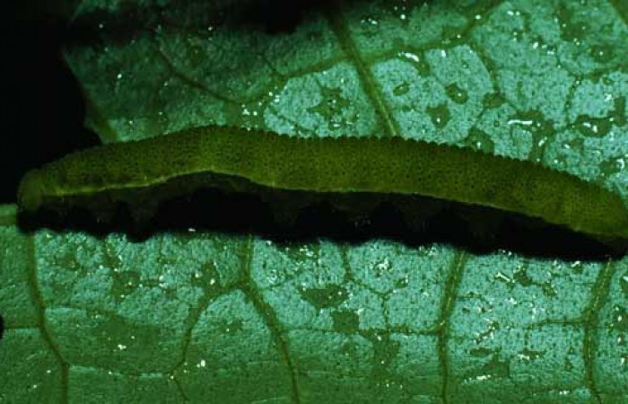 Fig.14. Vista <i>Phoebis statira</i> (Pieridae). Voucher: 81-SRNP-72-DHJ1741.jpg