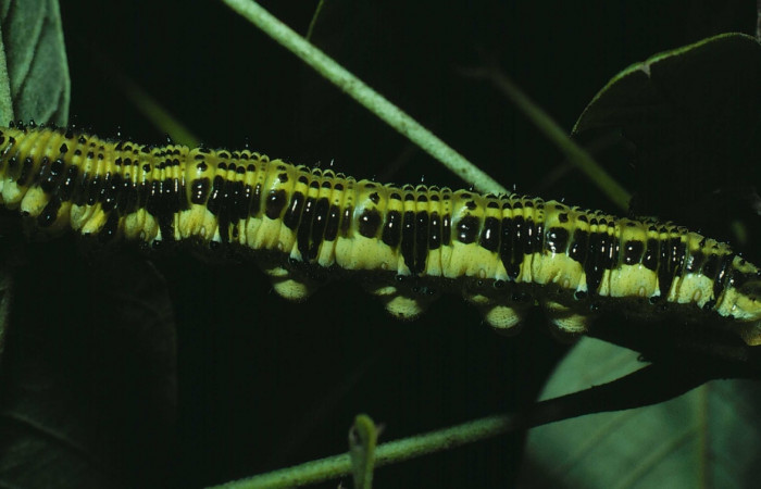Fig.15. Vista <i>Phoebis philea</i> (Pieridae). Aquí su color en último estadio. Voucher: 82-SRNP-215-DHJ3780.jpg
