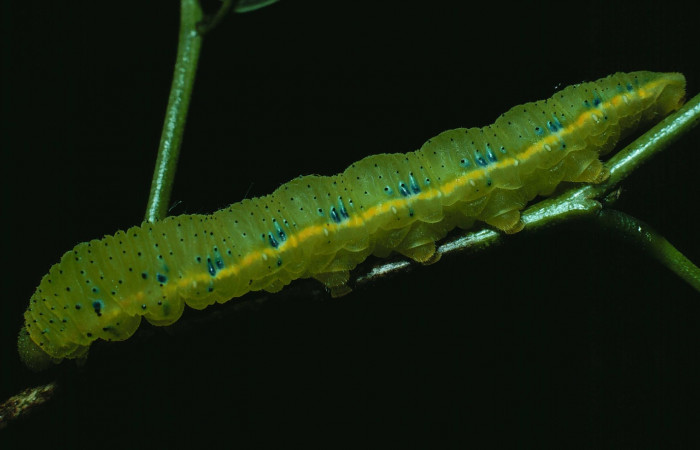 Fig.16. Vista <i>Phoebis marcellina</i> (Pieridae). Se nota su cambio de color diferente al de </i>Phoebis statira</i>. Voucher: 83-SRNP-1165-DHJ6064.jpg