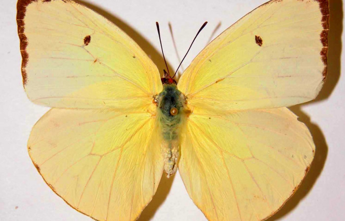 Fig. 20. Adulto de <i>Phoebis statira</i> (Pieridae).Voucher: 84-SRNP-232.01- DHJ34540.jpg