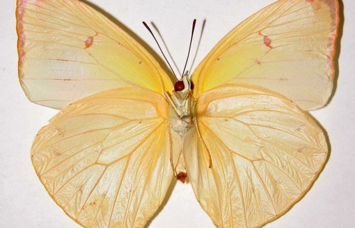 Fig. 13. Vista ventral del adulto hembra de <i>Phoebis statira</i> (Pieridae). Voucher: 84-SRNP-232.01-DHJ34541.jpg