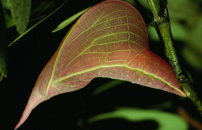 Fig. 9. Vista de <i>Phoebis marcellina</i> atada de hilos de seda a la planta, (Pieridae). Voucher: 94-SRNP-8738-DHJ26993.jpg