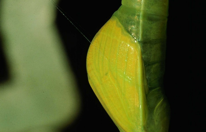 Fig. 8. Vista de <i>Phoebis statira</i> atada de hilos de seda a la planta, (Pieridae). Voucher: 94-SRNP-9594-DHJ27003.jpg