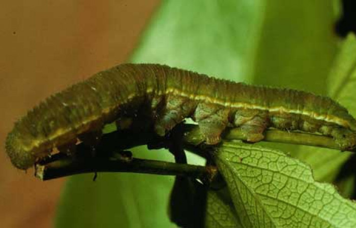 Fig.17. Vista <i>Phoebis hersilia</i> (Pieridae). Su color diferente al de <i>Phoebis statira</i>, otra tonalidad de verde. Voucher: 97-SRNP-4155-DHJ42410.jpg