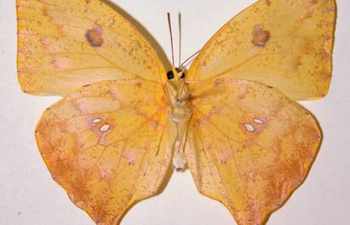 Fig. 25. Adulto <i>Phoebis virgo</i> (Pieridae). Voucher: 99-SRNP-17686-DHJ34547.jpg.