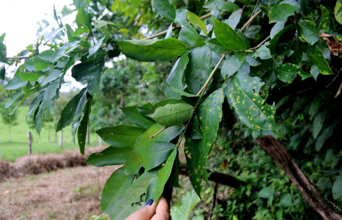 Fig. 26.Planta hospedera de <i>Phoebis statira</i> (Pieridae), larva de Geometridae, alimentándose de <i>Swartzia nicaragüensis</i> (Fabaceae). Foto de Minor Carmona. Julio 2021. Estación Biológica Wege.