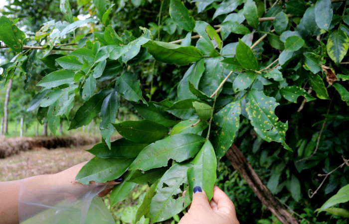 Fig. 27. Planta hospedera de <i>Phoebis statira</i> (Pieridae), <i>Swartzia nicaragüensis</i> (Fabaceae). Foto de Minor Carmona. Julio 2021. Estación Biológica Wege.