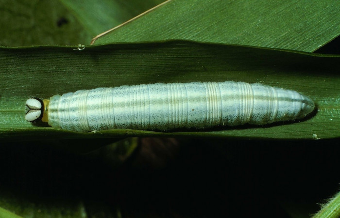 Figura 21. Detalle dorsal <i>Vettius conka</i> (Hesperiidae). (01-SRNP-21032-DHJ62236).