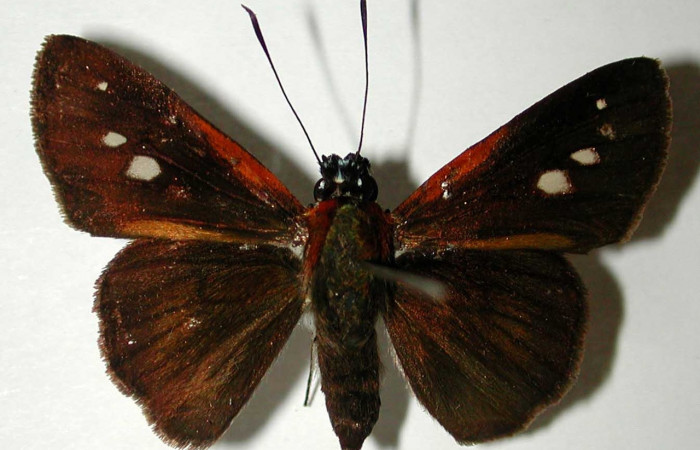 Figura 22. Adulto (macho) <i>Vettius conka</i> (Hesperiidae). (01-SRNP-7914- DHJ38518).