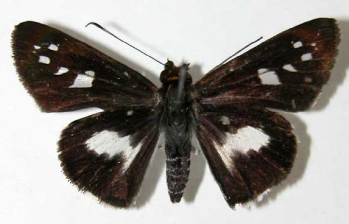 Figura 13. Adulto (macho) <i>Vettius</i> picaDHJ01 (Hesperiidae). (02-SRNP-28698- DHJ34640).