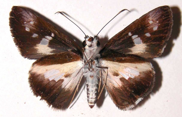 Figura 10. Adulto (hembra) <i>Vettius pica</i> (Hesperiidae). (03- SRNP-10039-DHJ36725).