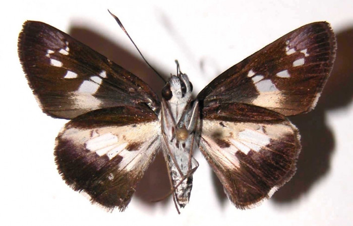 Figura 16. Adulto (hembra) <i>Vettius</i> picaDHJ02 (Hesperiidae). (03-SRNP-10159- DHJ36727).