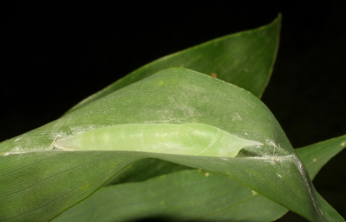 Figura 18. Detalle de pupa <i>Vettius aurelius</i> (Hesperiidae). (05-SRNP-4800- DHJ403144).