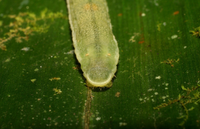 Figura 8. <i>Vettius pica</i> (Hesperiidae). Detalle parte trasera. (06-SRNP-40047- DHJ409470).