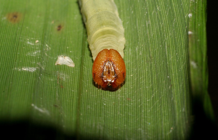 Figura 2. <i>Vettius pica</i> (Hesperiidae), detalle cabeza en último estadío. (06- SRNP-41045-DHJ414281.