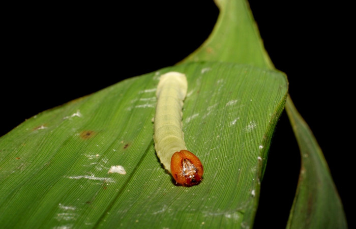 Figura 3. <i>Vettius aurelius</i> (Hesperiidae). Detalle cabeza. (06-SRNP-41045- DHJ414282).