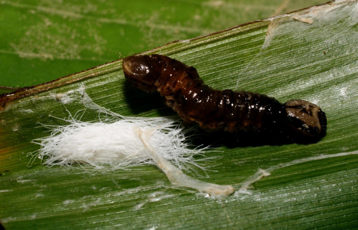 Figura 30. Detalle de parásito, <i>Alphomelon</i> Deans30 (Braconidae), <i>Vettius pica</i> (Hesperiidae). (08-SRNP-72533- DHJ447341).