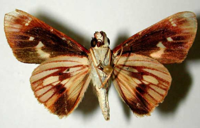 Figura 26. Adulto (macho), <i>Vettius fantasos</i>, (Hesperiidae). (93-SRNP-7126-DHJ32878).