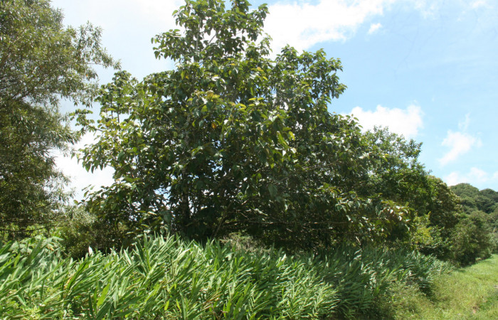  Árbol de <i>Coussapoa nymphaeifoli</i>a (Urticaceae), planta hospedera de <i>Xenorma</i> cytherisDHJ01 (Notodontidae). Sector San Cristóbal, Estación Biológica San Gerardo. Foto, Elda Araya. 2 Julio 2021.
