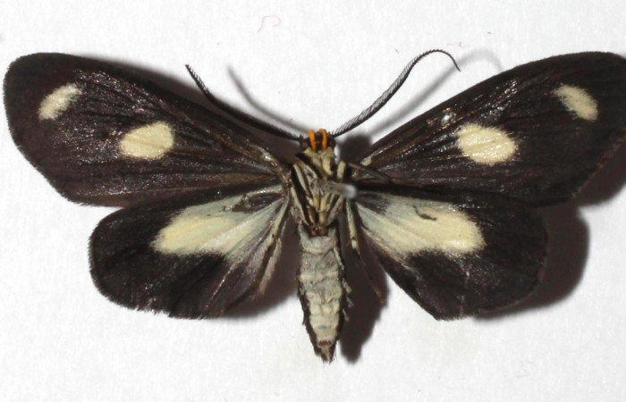  Adulto en posición ventral de <i>Xenorma</i> cytherisDHJ01 (Nolidae).  Sector San Cristóbal, Puente Palma. Voucher 17-SRNP-1931-DHJ933161.