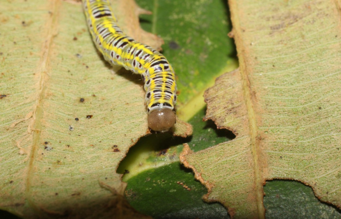  Cabeza en posición frontal de <i>Xenorma</i> cytherisDHJ01 (Notodontidae), U estadio. Sector San Cristóbal, Puente Palma. Voucher 17-SRNP-1900-DHJ704694.jpg.