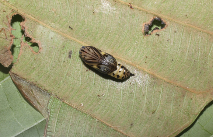  Pupa en posición dorsal de <i>Xenorma</i> cytherisDHJ01 (Notodontidae). Sector San Cristóbal, Puente Palma. Voucher 17-SRNP-1901-DHJ704707.jpg.