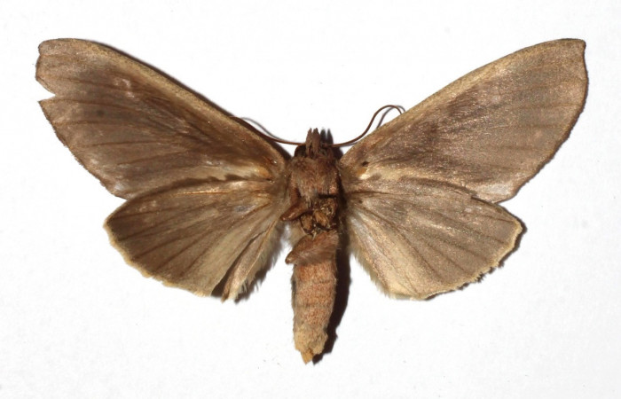 Figura 10. Adulto de <i>Hapigia repandens</i> (Notodontidae) mide 64 milímetros, posición ventral, parte enfocada el torax y alas. Voucher: 17-SRNP-943-DHJ930155.