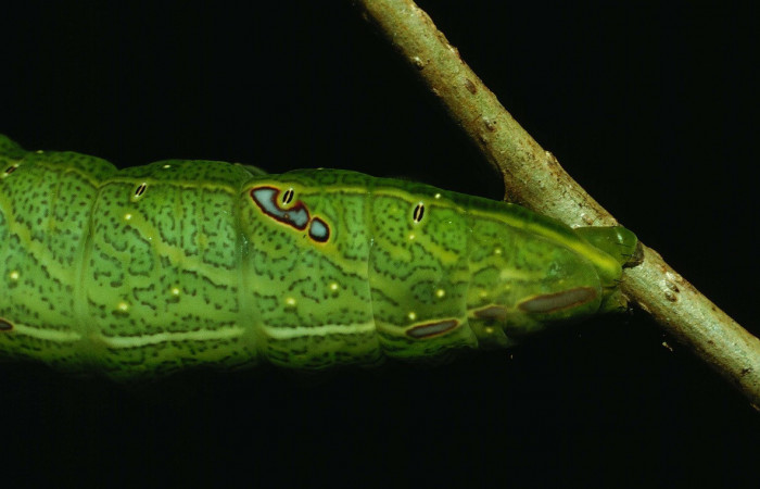 Figura 12. Larva <i>Hapigia </i> repandensDHJ01 (Notodontidae), color verde último estadio, posición lateral atrás, mide 53 mm aproximadamente. Planta hospedera <i>Machaerium seemannii</i> (Fabaceae). Voucher: 93-SRNP-7065-DHJ27161.jpg