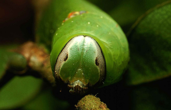 Figura 13. Larva <i>Hapigia</i> repandensDHJ02 (Notodontidae), color verde último estadio, posición frontal, mide 53 mm aproximadamente. Planta hospedera <i>Machaerium seemannii</i> (Fabaceae). Voucher: 00-SRNP-1476-DHJ52917.jpg