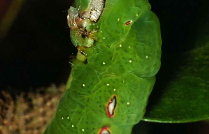Figura 15. Larva <i>Hapigia</i> repandensDHJ02 (Notodontidae), color verde último estadio, posición lateral, cabeza, mide 53 mm aproximadamente. Planta hospedera <i>Machaerium seemannii</i> (Fabaceae). Voucher: 01-SRNP-9513-DHJ58626.jpg.
