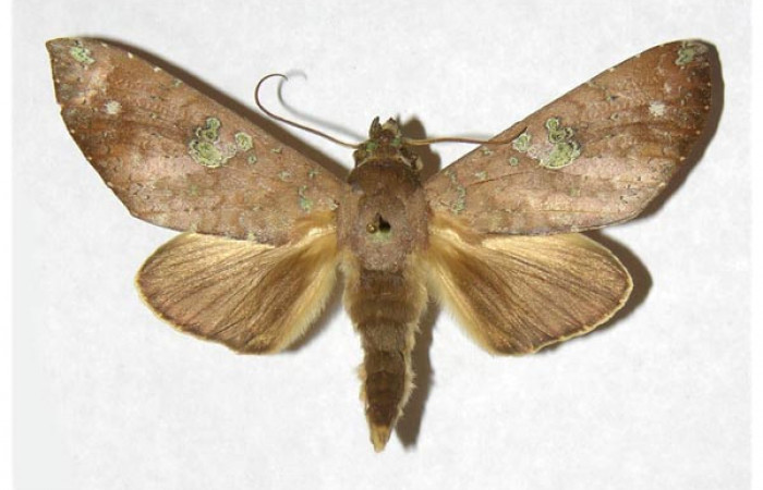 Figura 16. Adulto de <i>Hapigia</i> repandensDHJ02 (Notodontidae) mide 66 milímetros, posición dorsal, parte enfocada el torax y alas. Voucher: 00-SRNP-1474-DHJ322832.