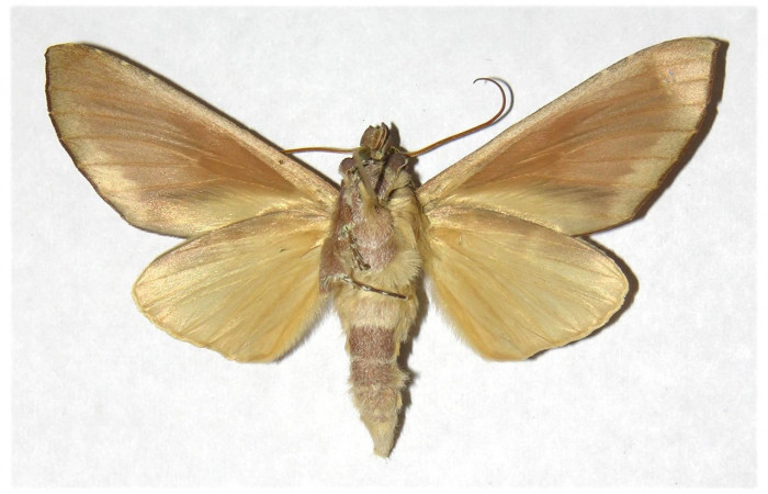 Figura 17. Adulto de <i>Hapigia</i> repandensDHJ02 (Notodontidae) mide 66 milímetros, posición ventral, parte enfocada el torax y alas. Voucher: 00-SRNP-1474-DHJ322833.