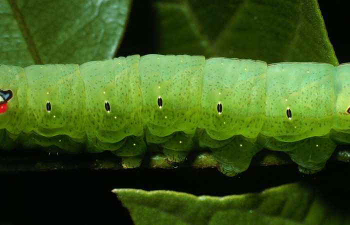 Figura 3. Larva <i>Hapigia repandens</i> (Notodontidae), color verde último estadio, posición sentral, mide 53 mm aproximadamente. Planta hospedera <i>Machaerium seemannii</i> (Fabaceae). Voucher: 03-SRNP-11901-DHJ75985.jpg.