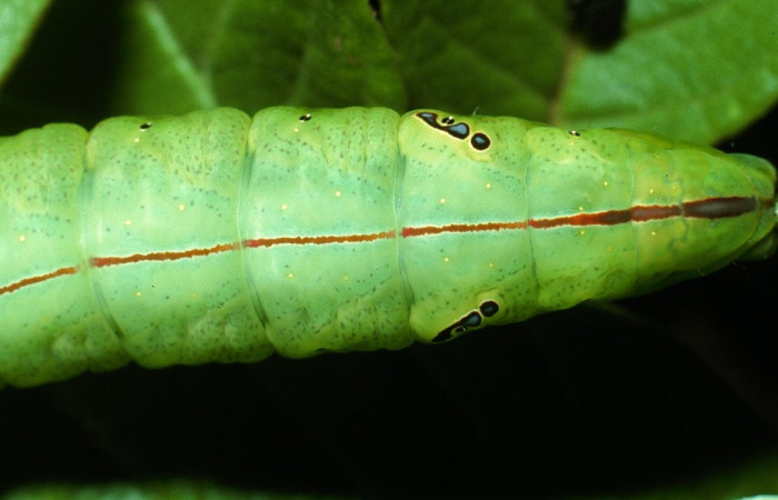 Figura 5 Larva <i>Hapigia repandens</i> (Notodontidae), color verde último estadio, posición parte trasera, mide 58 mm aproximadamente. Planta hospedera <i>Machaerium seemannii</i> (Fabaceae). Voucher: 03-SRNP-11901-DHJ75987.jpg.
