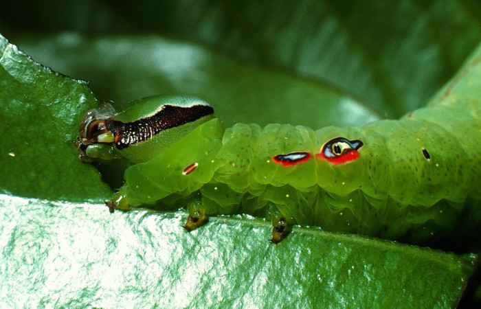 Figura 6. Larva <i>Hapigia repandens</i> (Notodontidae), color verde último estadio, posición cabeza tórax ojos con falso, mide 53 mm aproximadamente. Planta hospedera <i>Machaerium seemannii</i> (Fabaceae). Voucher: 03-SRNP-11901-DHJ75989.jpg.