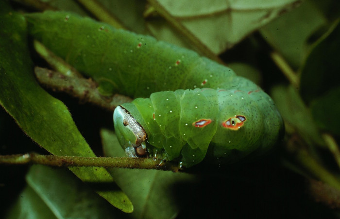 Figura 8. Larva <i>Hapigia repandens</i> (Notodontidae), color verde último estadio, posición cabeza, lateral y ojo falso, mide 53 mm aproximadamente. Planta hospedera <i>Machaerium seemannii</i> (Fabaceae). Voucher: 03-SRNP-20507-DHJ77392.jpg.