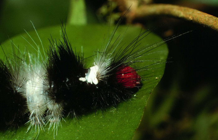 Parte frontal de <i>Scaptius vinasia</i> (Erebidae). Último estadio. Voucher: 02-SRNP-116-DHJ64133.jpg.