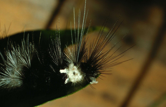 Parte trasera de <i>Scaptius vinasia</i> (Erebidae). Último estadio. Voucher: 02-SRNP-116-DHJ64136.jpg.