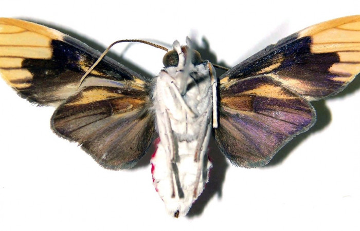 Adulto de <i>Scaptius vinasia</i> (Erebidae). Macho. Voucher: 03-SRNP-6222-DHJ92229.