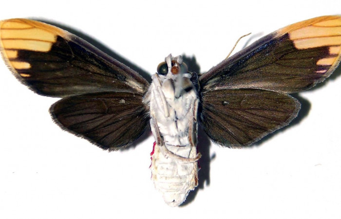 Adulto de <i>Scaptius vinasia</i> (Erebidae). Hembra. Voucher: 03-SRNP-6391-DHJ92227.