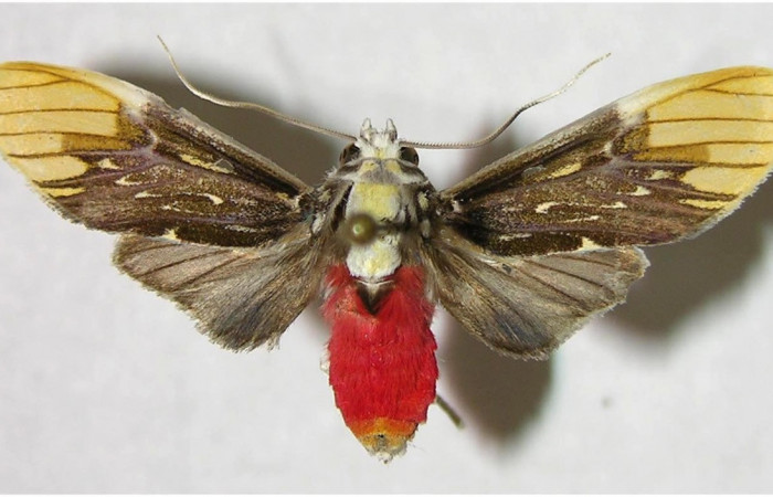 Adulto de <i>Scaptius vinasia</i> (Erebidae). Hembra. Voucher: 03-SRNP-6391-DHJ92226.
