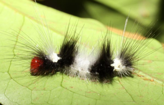 Parte dorsal de <i>Scaptius vinasia</i> (Erebidae). Penúltimo estadio. Voucher: 10-SRNP-35103-DHJ472304.jpg.