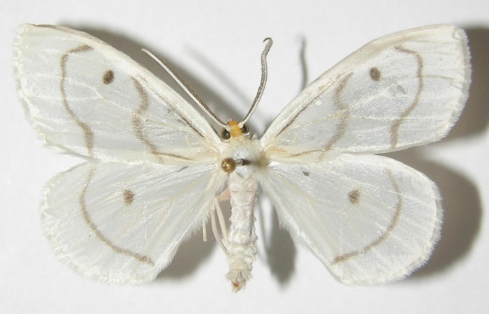 Figura 1. Adulto de <i>Leucula meganira</i> (Macho), vista dorsal (00-SRNP-11331-DHJ325458)