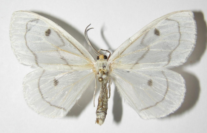 Figura 3. Adulto de <i>Leucula meganira</i> ( (hembra), vista dorsal (04-SRNP-3848-DHJ325460)