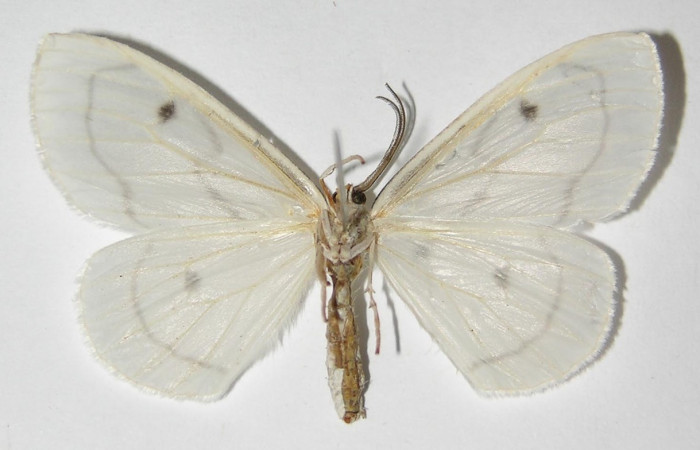 Figura 4. Adulto de <i>Leucula meganira</i> (hembra), vista ventral (04-SRNP-3848-DHJ325461)