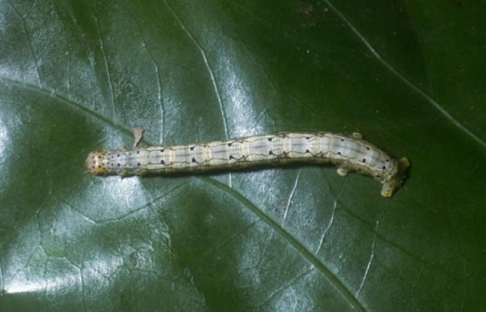 Figura 8. Larva <i>Leucula meganira</i>, Geometridae, vista dorsal (04-SRNP-3848-DHJ86166).